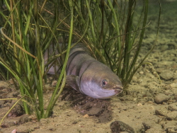An eel in a lake in Germany. by Brenda De Vries 